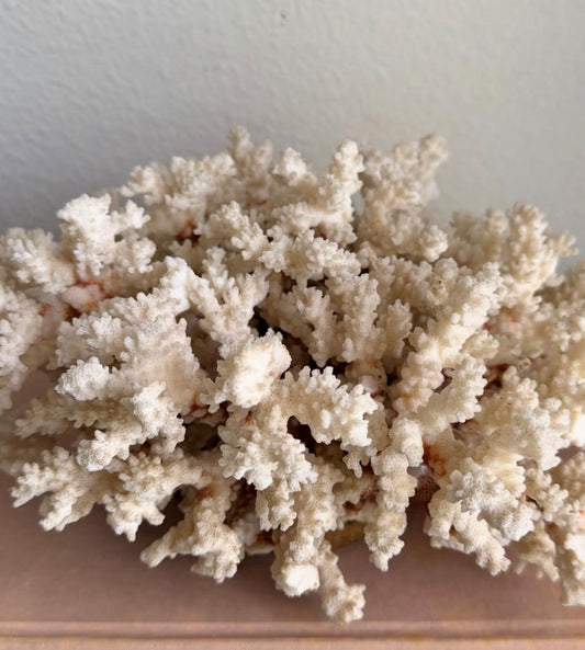 Branch Coral Specimen