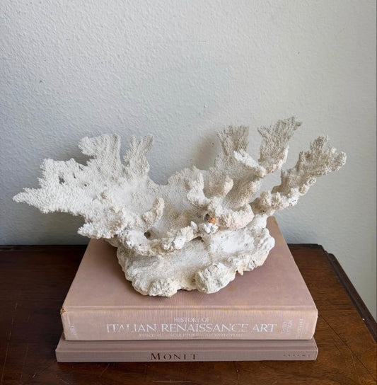 Natural Coral Specimen