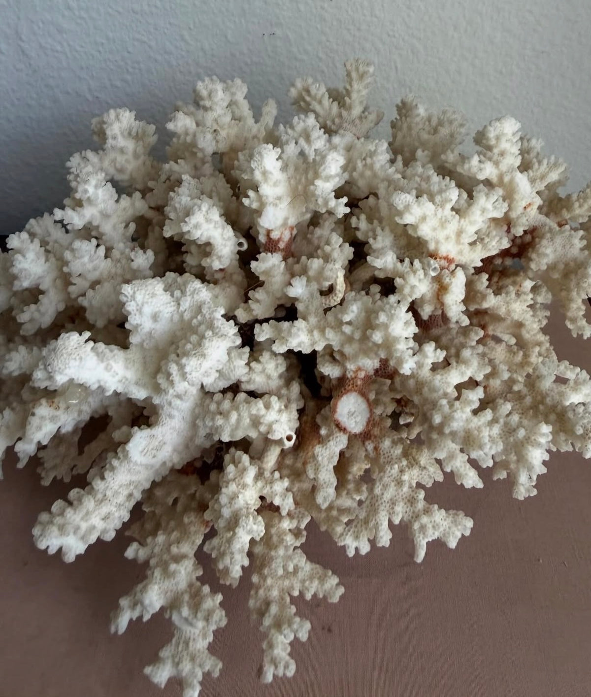 Branch Coral Specimen