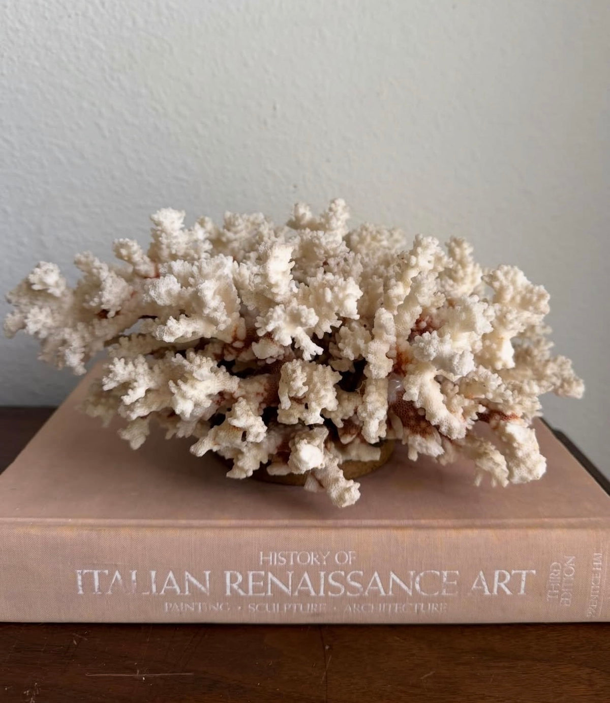 Branch Coral Specimen