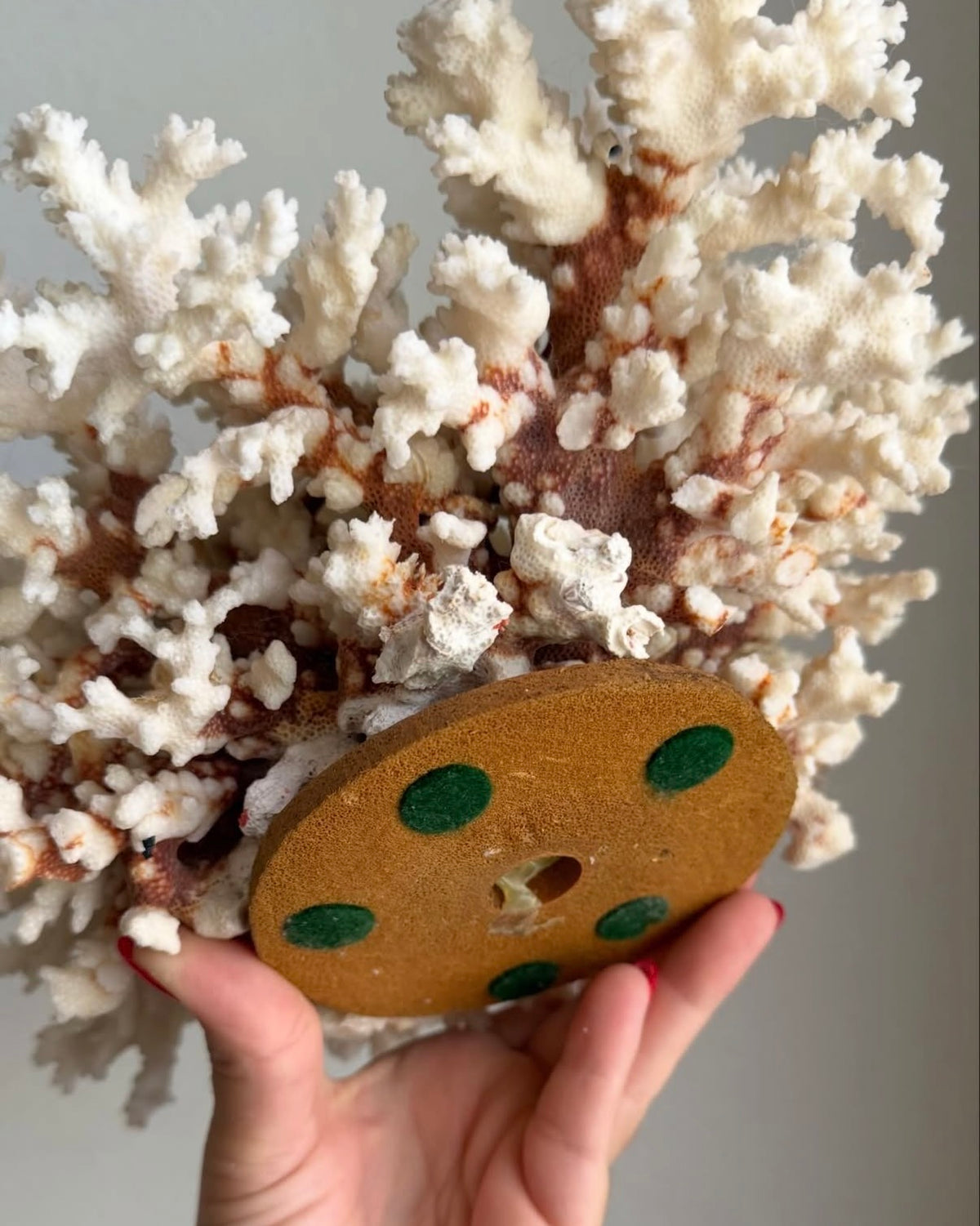 Branch Coral Specimen