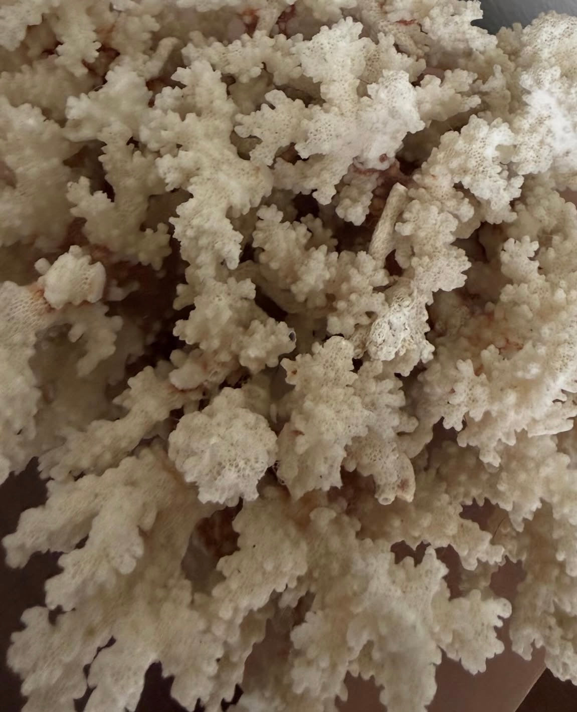Branch Coral Specimen